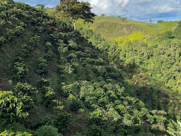 Caffè Specialty Colombia Finca 4 Vientos Doppia Fermentazione Naturale, piantagione di caffè a Pitalito, Huila.