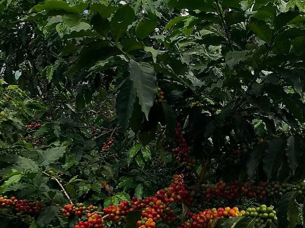 Caffè Specialty Colombia Finca 4 Vientos Doppia Fermentazione Naturale, chicchi di caffè freschi nel cuore di Huila.