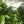 Specialty Coffee Colombia Atunkaa - Decaffeinato coffee plants with lush leaves and coffee cherries.