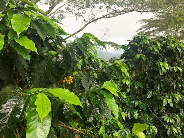 Specialty Coffee Colombia Atunkaa - Decaffeinato coffee plants with lush leaves and coffee cherries.
