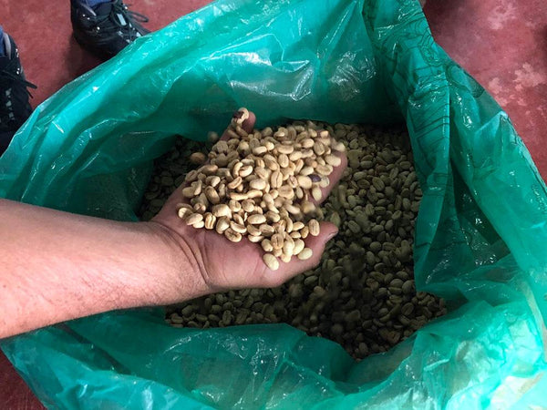 Specialty Coffee Colombia Atunkaa - Decaffeinato, chicchi di caffè verde nel sacco, caffè artigianale etico.