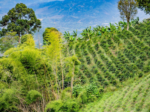 Uno scorcio della finca El Diviso in Colombia