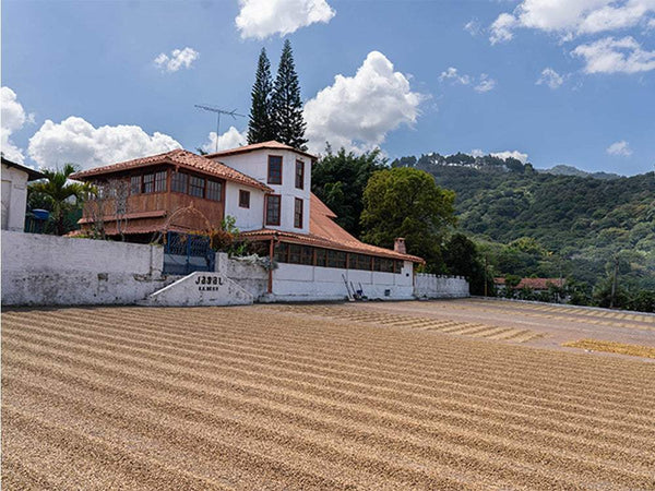 Caffè Specialty El Salvador Miramar Anaerobic Natural Mountain Dry OOTB, drying coffee beans in a scenic El Salvador estate.