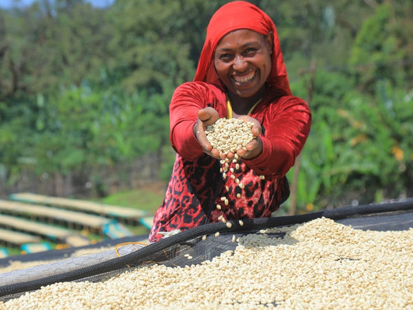 Parchment coffee in chelbesa