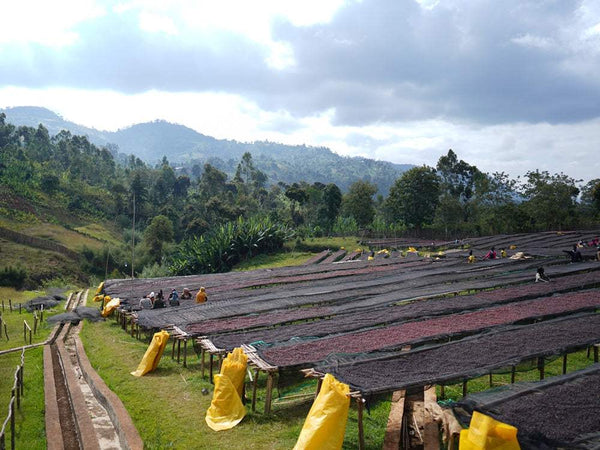 Caffè Specialty Etiopia Bombe Chilaga Naturale coffee processing in Ethiopia, specialty coffee by Garage Coffee Bros.