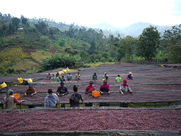 Caffè Specialty Etiopia Bombe Chilaga Naturale, specialty coffee, caffè artigianale at Garage Coffee Bros. farmers processing coffee.