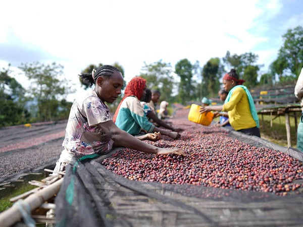 Caffè Specialty Etiopia Bombe Chilaga Naturale, specialty coffee processing in Ethiopia by Garage Coffee Bros.