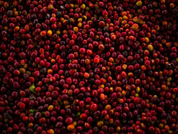 Caffè Specialty Etiopia Bombe Chilaga Naturale, specialty coffee cherries from Garage Coffee Bros, rich in flavor and color.