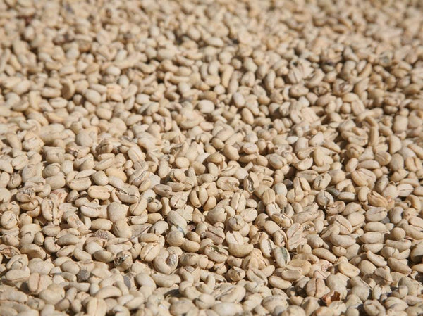 Caffè Specialty Indonesia Pegasing Lavato: grani di caffè verdi, specialty coffee artigianale, Garage Coffee Bros.