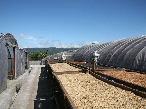 Caffè Specialty Indonesia Pegasing Lavato, specialty coffee drying process at Hendra's farm in Aceh Tengah.