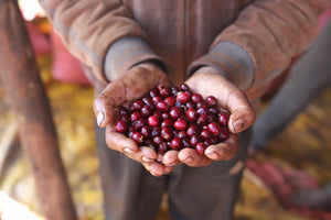 Caffè Specialty Etiopia Jimma Birbisa Naturale