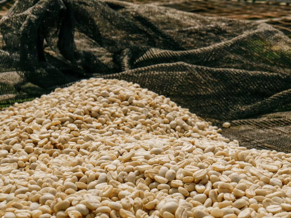 Caffè verde Rwanda Kirambo in essiccazione su letti rialzati alla stazione Cotecaga, Nyamasheke