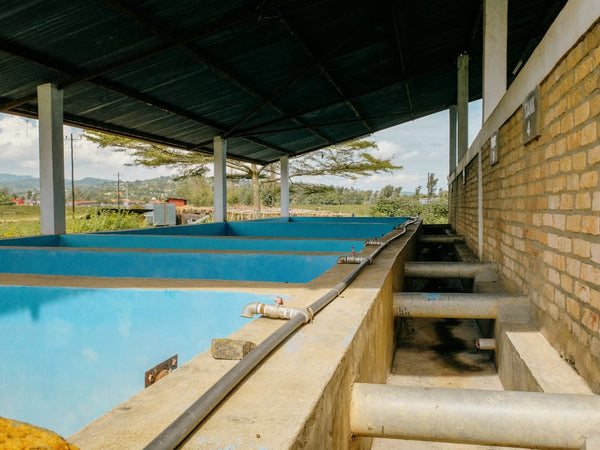 Vasche di fermentazione e lavaggio della stazione Cotecaga, Rwanda — lavorazione del caffè Kirambo Lavato