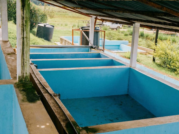 Vasche di fermentazione in cemento della stazione Cotecaga, immerse nel paesaggio verde di Nyamasheke, Rwanda