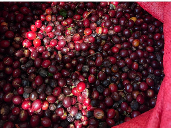 Caffè Specialty Nicaragua Los Papales Lavato Anaerobico, specialty coffee beans in a red bag from Garage Coffee Bros.
