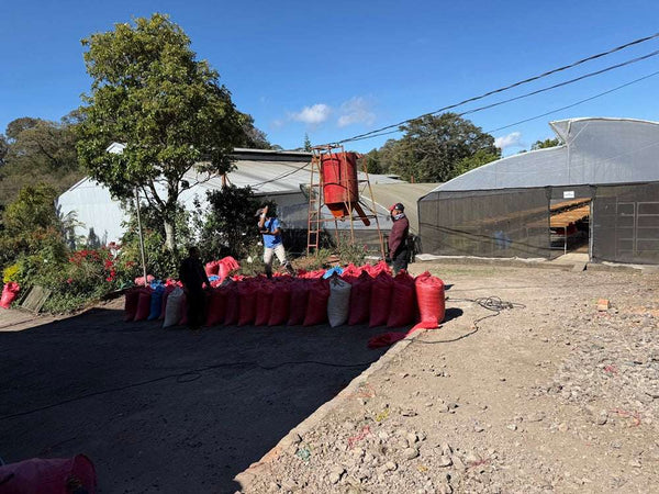 Caffè Specialty Nicaragua Los Papales Lavato Anaerobico coffee processing site with burlap sacks, Garage Coffee Bros.