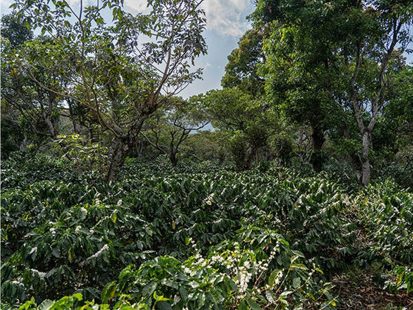 Caffè Specialty El Salvador Miramar Anaerobic Natural Mountain Dry OOTB coffee plantation in El Salvador.