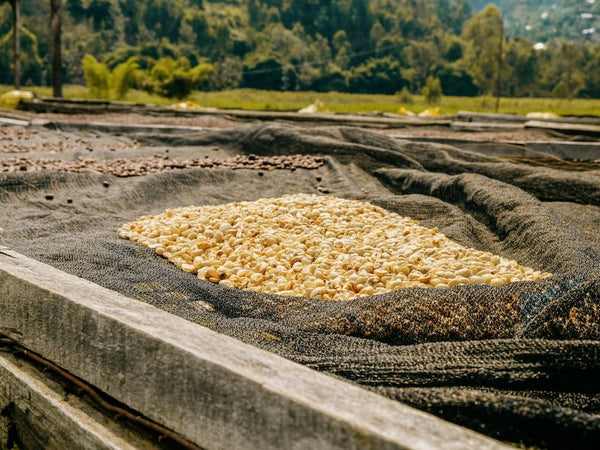 Caffè sopeciale dal Rwanda kanya naturale con profumi esotici