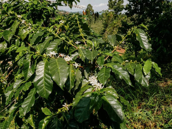 Rwanda kanya naturale