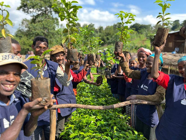 Caffè Specialty Etiopia Taferi Kela Lavato, specialty coffee producers holding seedlings in Ethiopia.