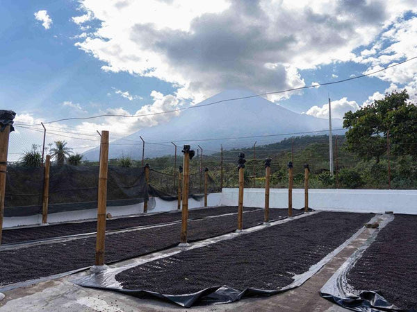 Caffè Specialty Guatemala Pampojila Naturale Sleeping Bag in drying beds under volcanic backdrop.