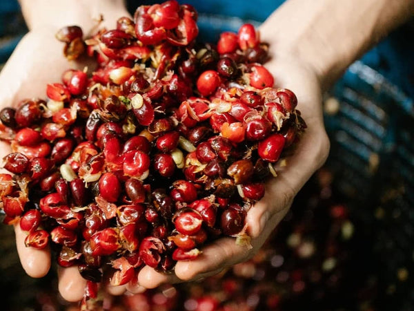 la CAscara è la buccia del caffè che viene fatta come infuso