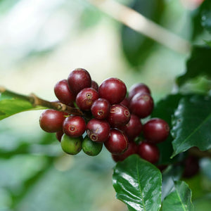Fresh coffee cherries on a branch, highlighting specialty coffee from Garage Coffee Bros for a perfect caffè.