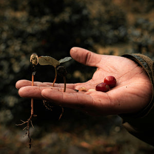 Hand holding coffee plant seedlings and red coffee cherries, highlighting specialty coffee from Garage Coffee Bros.