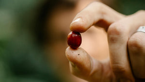 Close-up of a hand holding a red coffee cherry; showcasing specialty coffee at Garage Coffee Bros.