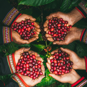Hands holding freshly picked coffee cherries, showcasing the essence of specialty coffee and Garage Coffee Bros.