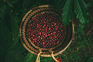 Freshly picked specialty coffee cherries in a woven basket, showcasing vibrant colors for Garage Coffee Bros.