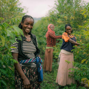 Women harvesting coffee in lush fields, celebrating the craft of specialty coffee at Garage Coffee Bros.