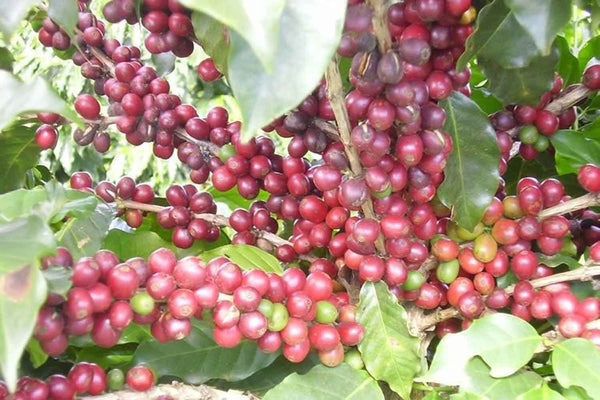 Ciliegie di caffè rosse sul ramo - piantagione Brasile Minas Gerais