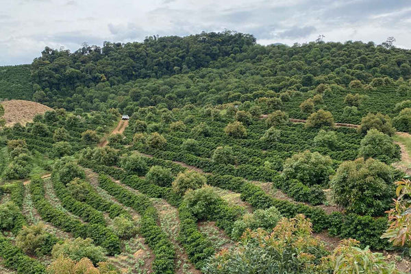 Piantagione di caffè nella regione Mantiqueira de Minas, Brasile